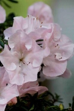 Tsuki No Shimo Satsuki Azalea - 3 Gallon Pot -Garden Plant Shop azalea tsuki no shimo 3 1