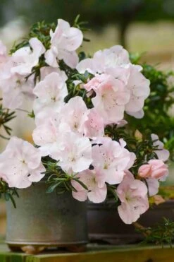 Tsuki No Shimo Satsuki Azalea - 3 Gallon Pot -Garden Plant Shop azalea tsuki no shimo 6 1