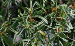 Tsuki No Shimo Satsuki Azalea - 3 Gallon Pot -Garden Plant Shop azalea tsuki no shimo 7 1