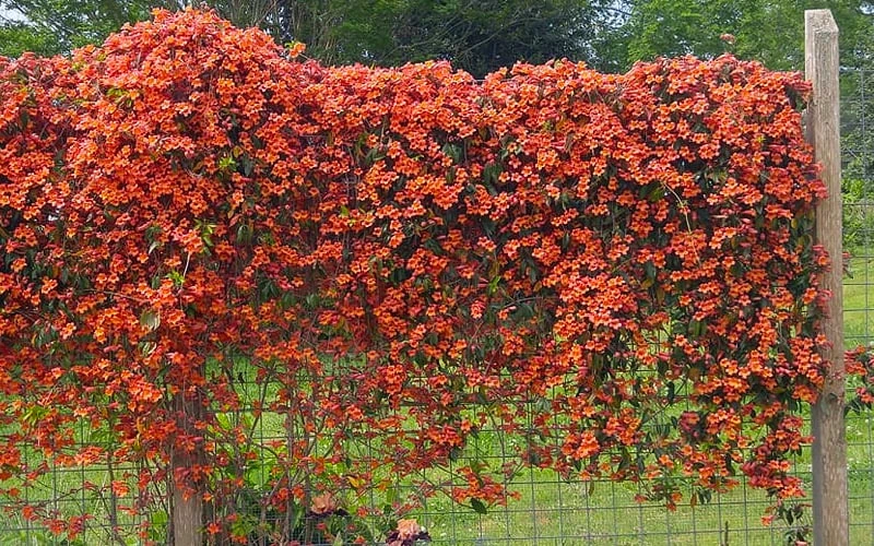 Tangerine Beauty Crossvine Bignonia - 1 Gallon Pot Tangerine Beauty Crossvine Bignonia - 1 Gallon Pot -Garden Plant Shop bignonia capreolata tangerine beauty crossvine 101