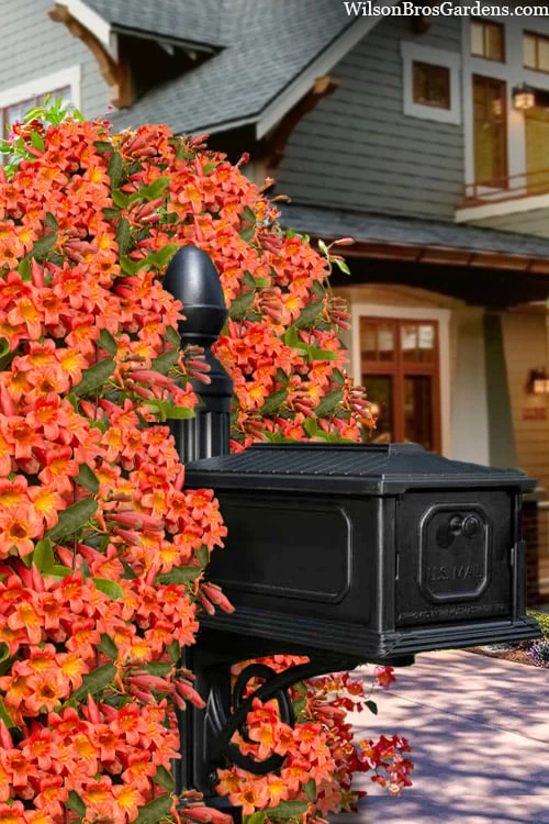 Tangerine Beauty Crossvine Bignonia - 1 Gallon Pot Tangerine Beauty Crossvine Bignonia - 1 Gallon Pot -Garden Plant Shop bignonia capreolata tangerine beauty crossvine 105