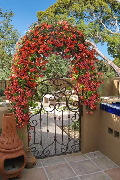 Tangerine Beauty Crossvine Bignonia - 1 Gallon Pot Tangerine Beauty Crossvine Bignonia - 1 Gallon Pot -Garden Plant Shop bignonia capreolata tangerine beauty crossvine 110