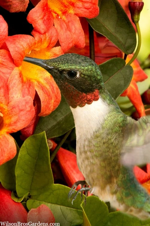 Tangerine Beauty Crossvine Bignonia - 1 Gallon Pot Tangerine Beauty Crossvine Bignonia - 1 Gallon Pot -Garden Plant Shop bignonia capreolata tangerine beauty crossvine 111