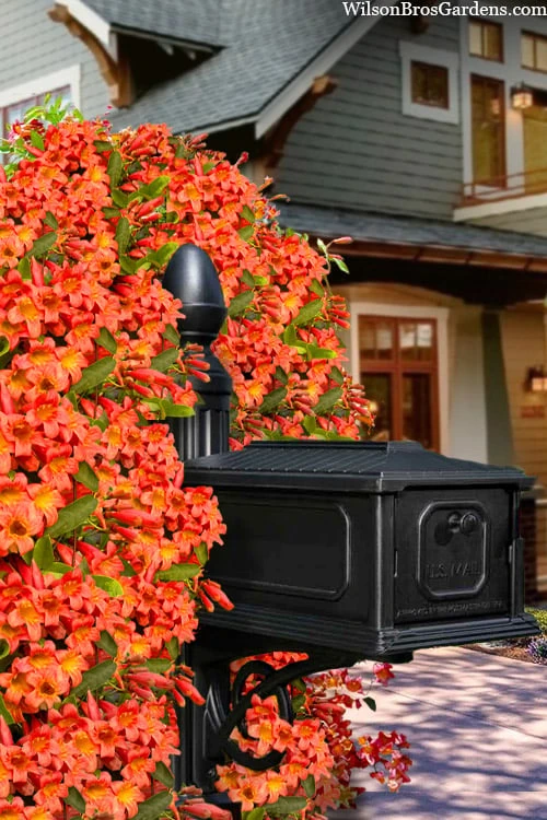 Tangerine Beauty Crossvine Bignonia - 1 Gallon Pot Tangerine Beauty Crossvine Bignonia - 1 Gallon Pot -Garden Plant Shop bignonia capreolata tangerine beauty crossvine 112