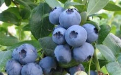 Alapaha Rabbiteye Blueberry - 3 Gallon Pot -Garden Plant Shop blueberry alapaha