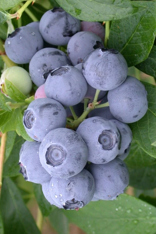 Northern Highbush Blueberry (Vaccinum corymbosum) - 6 Pack of 1 Gallon Pots Northern Highbush Blueberry (Vaccinum Corymbosum) - 6 Pack Of 1 Gallon Pots -Garden Plant Shop blueberry northern highbush 3 800x500 1