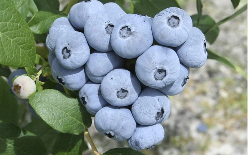 Northern Highbush Blueberry (Vaccinum corymbosum) - 1 Gallon Pot Northern Highbush Blueberry (Vaccinum Corymbosum) - 1 Gallon Pot -Garden Plant Shop blueberry northern20highbush 3 800x500 2