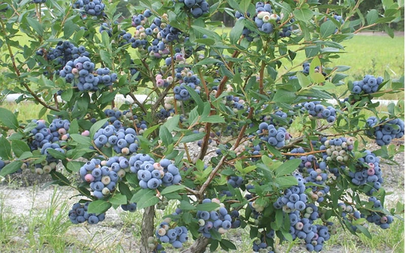 Northern Highbush Blueberry (Vaccinum corymbosum) - 6 Pack of 1 Gallon Pots Northern Highbush Blueberry (Vaccinum Corymbosum) - 6 Pack Of 1 Gallon Pots -Garden Plant Shop blueberry northern20highbush 800x500 1