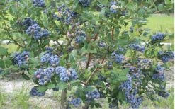 Northern Highbush Blueberry (Vaccinum Corymbosum) - 1 Gallon Pot 3 Northern Highbush Blueberry (Vaccinum Corymbosum) - 1 Gallon Pot -Garden Plant Shop blueberry northern20highbush 800x500 2