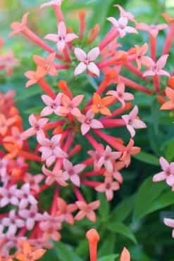 Estrellita Little Star Firecracker Bush (Bouvardia) - 3 Pack Of Quart Pots -Garden Plant Shop bouvardia estrellita little star firecracker bush 2