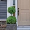 Common Boxwood 2-Ball Poodle Tier Topiary (Buxus Sempervirens) - 3 Gallon Pot (Short)