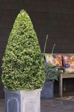 Variegated Boxwood (Buxus Sempervirens 'Aureovariegata') - 2 Gallon Pot - SALE -Garden Plant Shop boxwood variegated cone 2 2
