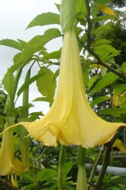 Yellow Angel's Trumpet (Brugmansia) - 1 Gallon Pot -Garden Plant Shop brugmansia candida yellow angels trumpet 1