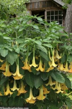 Yellow Angel's Trumpet (Brugmansia) - 1 Gallon Pot -Garden Plant Shop brugmansia candida yellow angels trumpet 3