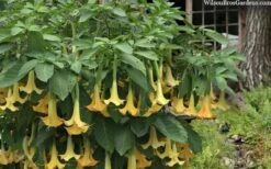 Yellow Angel's Trumpet (Brugmansia) - 1 Gallon Pot -Garden Plant Shop brugmansia candida yellow angels trumpet 4