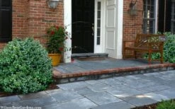 Gordo Boxwood - 6 Pack Of 1 Gallon Pots 5 Gordo Boxwood - 6 Pack Of 1 Gallon Pots -Garden Plant Shop buxus gordo boxwood 2 2