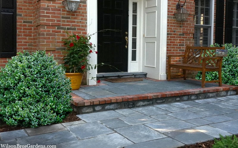 Gordo Boxwood - 5 Pack of Quart Pots Gordo Boxwood - 5 Pack Of Quart Pots -Garden Plant Shop buxus gordo boxwood 2