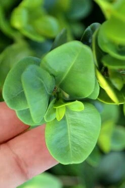 Gordo Boxwood - 6 Pack Of 1 Gallon Pots 3 Gordo Boxwood - 6 Pack Of 1 Gallon Pots -Garden Plant Shop buxus gordo boxwood 3 2