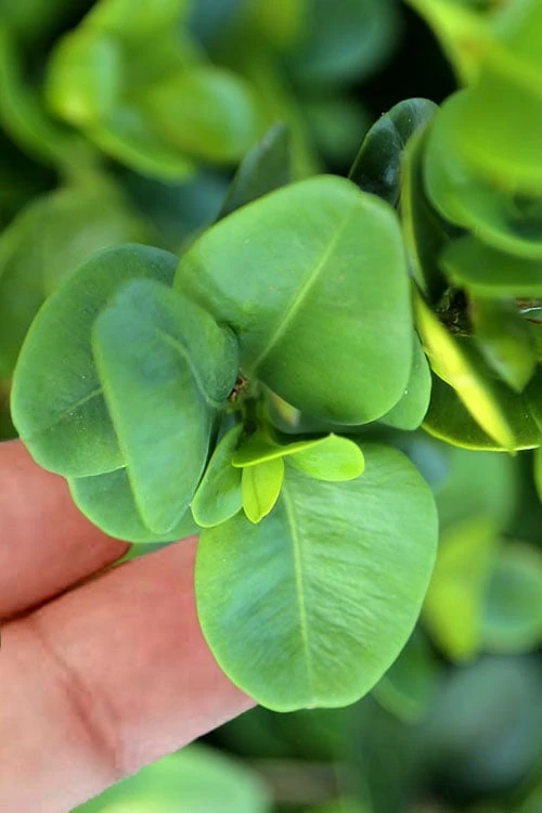 Gordo Boxwood - 5 Pack of Quart Pots Gordo Boxwood - 5 Pack Of Quart Pots -Garden Plant Shop buxus gordo boxwood 3