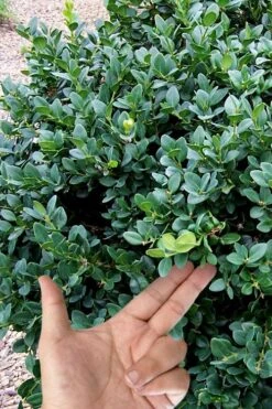 Gordo Boxwood - 5 Pack Of Quart Pots 4 Gordo Boxwood - 5 Pack Of Quart Pots -Garden Plant Shop buxus gordo boxwood 4