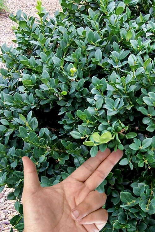 Gordo Boxwood - 5 Pack of Quart Pots Gordo Boxwood - 5 Pack Of Quart Pots -Garden Plant Shop buxus gordo boxwood 4