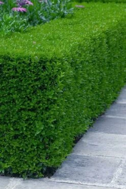 Gordo Boxwood - 5 Pack Of Quart Pots 6 Gordo Boxwood - 5 Pack Of Quart Pots -Garden Plant Shop buxus gordo boxwood 5