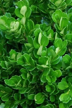 Richard Boxwood (Buxus Harlandii) - 3 Gallon Pot -Garden Plant Shop buxus harlandii richard dwarf boxwood 2