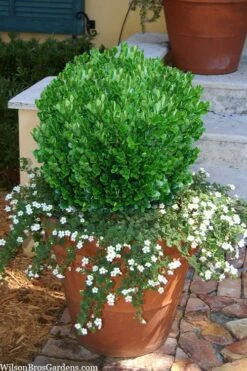 Richard Boxwood (Buxus Harlandii) - 3 Gallon Pot -Garden Plant Shop buxus harlandii richard dwarf boxwood 4