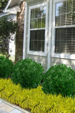 Richard Boxwood (Buxus Harlandii) - 3 Gallon Pot -Garden Plant Shop buxus harlandii richard dwarf boxwood 5