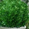 Richard Boxwood (Buxus Harlandii) - 3 Gallon Pot