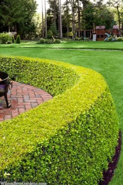 Golden Triumph Variegated Dwarf Boxwood - 3 Gallon Pot 3 Golden Triumph Variegated Dwarf Boxwood - 3 Gallon Pot -Garden Plant Shop buxus microphylla golden triumph boxwood hedge 2