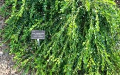 Unraveled Weeping Boxwood - 3 Gallon Pot -Garden Plant Shop buxus microphylla japonica unraveled boxwood 4