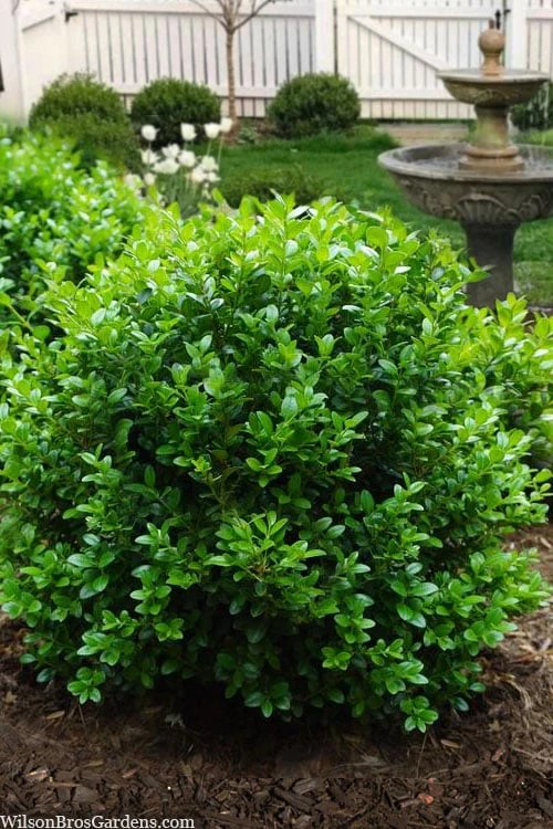 Little Missy Dwarf Boxwood - 1 Gallon Pot Little Missy Dwarf Boxwood - 1 Gallon Pot -Garden Plant Shop buxus microphylla little missy dwarf boxwood 1