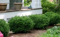 Little Missy Dwarf Boxwood - 3 Gallon Pot -Garden Plant Shop buxus microphylla little missy dwarf boxwood 5 1