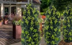 Arctic Emerald Columnar Boxwood - 1 Gallon Pot -Garden Plant Shop buxus sempervirens arctic emerald boxwood 105 1