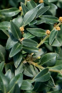 Arctic Emerald Columnar Boxwood - 1 Gallon Pot -Garden Plant Shop buxus sempervirens arctic emerald boxwood 16 1