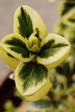 Variegated Boxwood (Buxus Sempervirens 'Aureovariegata') - 2 Gallon Pot 5 Variegated Boxwood (Buxus Sempervirens 'Aureovariegata') - 2 Gallon Pot -Garden Plant Shop buxus sempervirens aureovariegata variegated boxwood 1 1