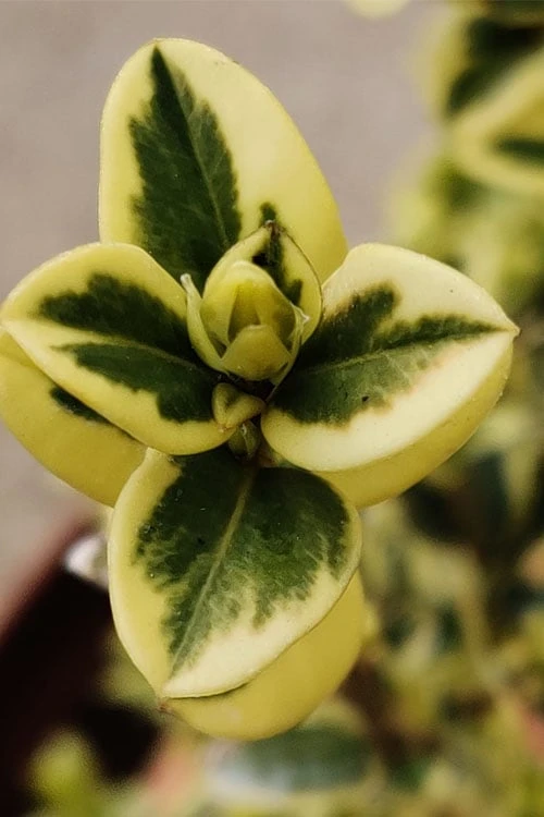 Variegated Boxwood (Buxus sempervirens 'Aureovariegata') - 2 Gallon Pot Variegated Boxwood (Buxus Sempervirens 'Aureovariegata') - 2 Gallon Pot -Garden Plant Shop buxus sempervirens aureovariegata variegated boxwood 1 1