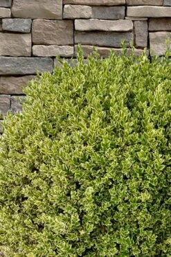 Variegated Boxwood (Buxus Sempervirens 'Aureovariegata') - 2 Gallon Pot 6 Variegated Boxwood (Buxus Sempervirens 'Aureovariegata') - 2 Gallon Pot -Garden Plant Shop buxus sempervirens aureovariegata variegated boxwood 10 1