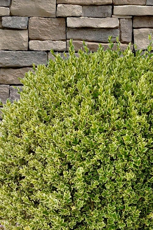 Variegated Boxwood (Buxus sempervirens 'Aureovariegata') - 2 Gallon Pot Variegated Boxwood (Buxus Sempervirens 'Aureovariegata') - 2 Gallon Pot -Garden Plant Shop buxus sempervirens aureovariegata variegated boxwood 10 1