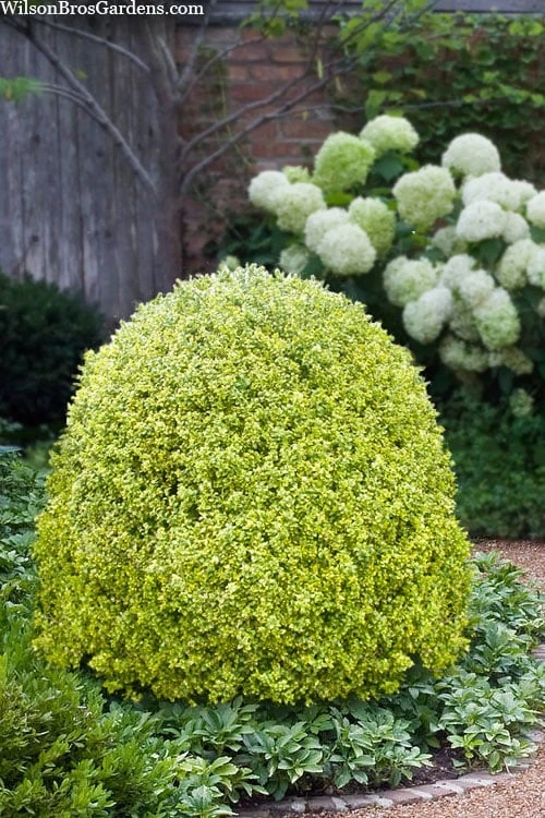Variegated Boxwood (Buxus sempervirens 'Aureovariegata') - 2 Gallon Pot Variegated Boxwood (Buxus Sempervirens 'Aureovariegata') - 2 Gallon Pot -Garden Plant Shop buxus sempervirens aureovariegata variegated boxwood 5 1