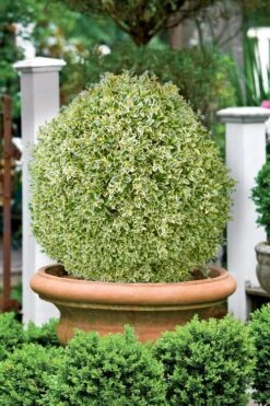 Elegans Variegated Boxwood - Buxus Sempervirens 'Elegantissima' - 2 Gallon Pot 3 Elegans Variegated Boxwood - Buxus Sempervirens 'Elegantissima' - 2 Gallon Pot -Garden Plant Shop buxus sempervirens elegantissima variegated boxwood 101 1