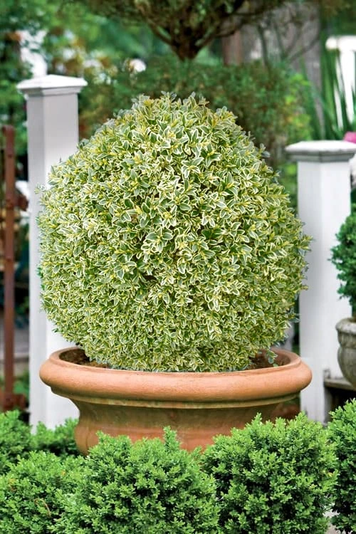 Elegans Variegated Boxwood - Buxus sempervirens 'Elegantissima' - 2 Gallon Pot Elegans Variegated Boxwood - Buxus Sempervirens 'Elegantissima' - 2 Gallon Pot -Garden Plant Shop buxus sempervirens elegantissima variegated boxwood 101 1
