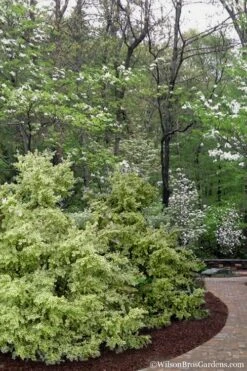 Elegans Variegated Boxwood - Buxus Sempervirens 'Elegantissima' - 3 Gallon Pot 5 Elegans Variegated Boxwood - Buxus Sempervirens 'Elegantissima' - 3 Gallon Pot -Garden Plant Shop buxus sempervirens elegantissima variegated boxwood 102 2