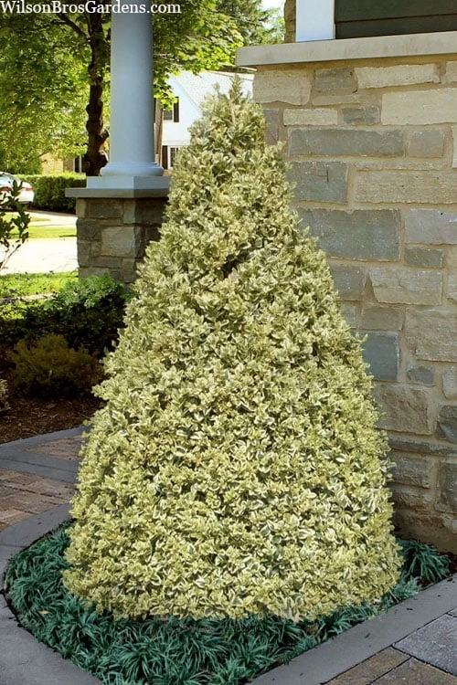Elegans Variegated Boxwood - Buxus sempervirens 'Elegantissima' - 2 Gallon Pot Elegans Variegated Boxwood - Buxus Sempervirens 'Elegantissima' - 2 Gallon Pot -Garden Plant Shop buxus sempervirens elegantissima variegated boxwood 104 1