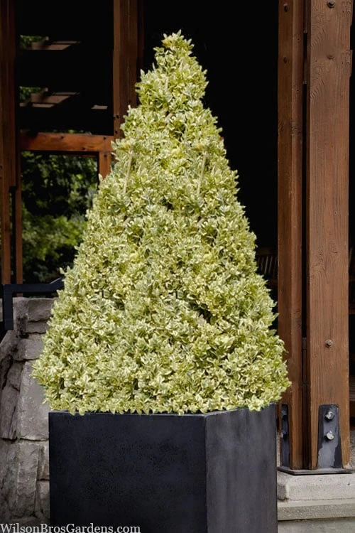 Elegans Variegated Boxwood - Buxus sempervirens 'Elegantissima' - 3 Gallon Pot Elegans Variegated Boxwood - Buxus Sempervirens 'Elegantissima' - 3 Gallon Pot -Garden Plant Shop buxus sempervirens elegantissima variegated boxwood 105 2