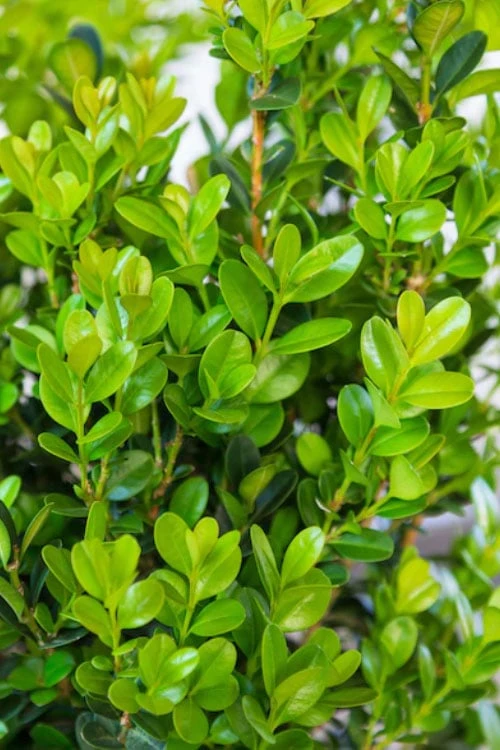 Winterstar Boxwood - 2 Gallon Pot Winterstar Boxwood - 2 Gallon Pot -Garden Plant Shop buxus winterstar boxwood 1 1