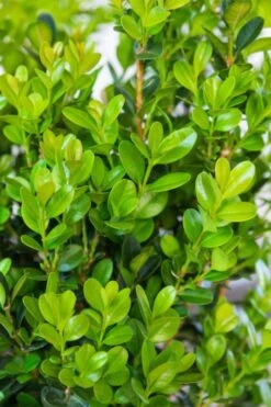 Winterstar Boxwood - 1 Gallon Pot -Garden Plant Shop buxus winterstar boxwood 1