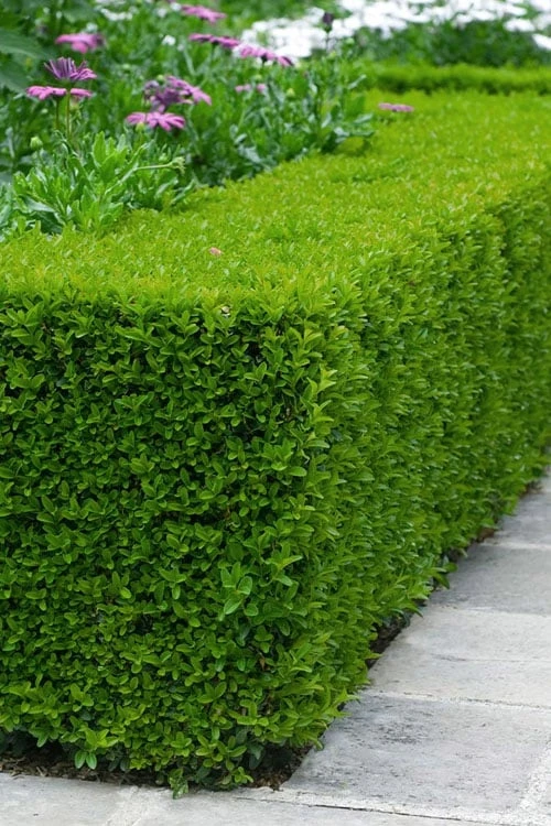 Winterstar Boxwood - 2 Gallon Pot Winterstar Boxwood - 2 Gallon Pot -Garden Plant Shop buxus winterstar boxwood 2 1