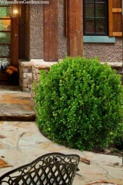 Winterstar Boxwood - 2 Gallon Pot 5 Winterstar Boxwood - 2 Gallon Pot -Garden Plant Shop buxus winterstar boxwood 4 1
